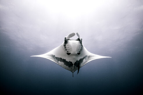 Riesenmanta-Rochen, Unterwasseransicht, Roca Partida, Mexiko - CUF07648