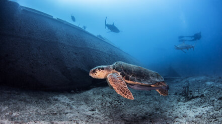 Meeresschildkröte, Unterwasseransicht, Nassau, Bahamas - CUF07651