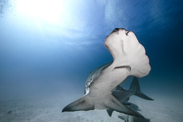 Hammerhai, Unterwasseransicht, Bimini, Bahamas - CUF07652