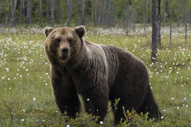 Porträt eines im Wald stehenden europäischen Braunbären - CUF07655