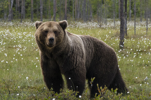 Porträt eines im Wald stehenden europäischen Braunbären - CUF07655