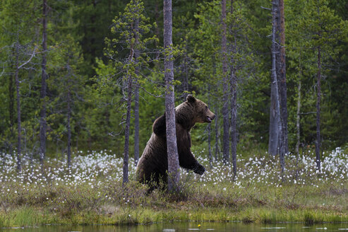 Europäischer Braunbär auf den Hinterbeinen an einen Waldbaum gelehnt - CUF07656