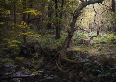 Deer in woodlands, West Midlands, UK - CUF07658