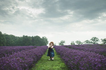 Toddler between rows of lavender, Campbellcroft, Canada - CUF07710