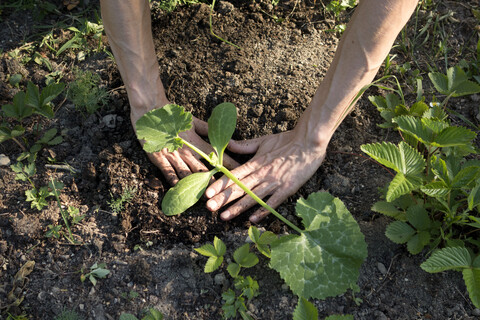 Biologischer Garten, Gärtner pflanzt eine Kürbispflanze, lizenzfreies Stockfoto