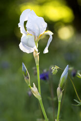 Weiße Schwertlilie, Gladiolus - NDF00758