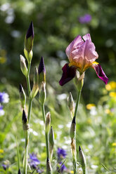 Schwertlilie, Gladiolus - NDF00760