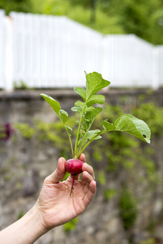 Gärtner mit rotem Bio-Rettich, lizenzfreies Stockfoto