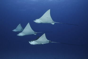 Spotted eagle rays (aetobatus narinari), underwater view, Cancun, Mexico - ISF01488