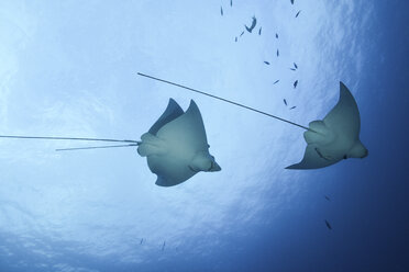Spotted eagle rays (aetobatus narinari), underwater view, Cancun, Mexico - ISF01489