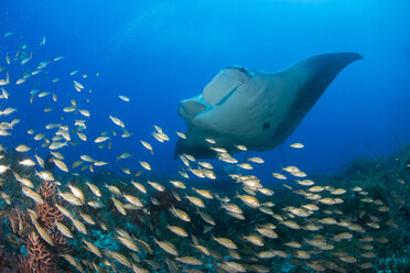 Giant manta swimming over a shoal of small fish, Cancun, Mexico - ISF01490