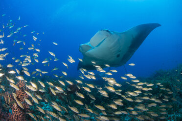 Riesenmanta schwimmt über einem Schwarm kleiner Fische, Cancun, Mexiko - ISF01490