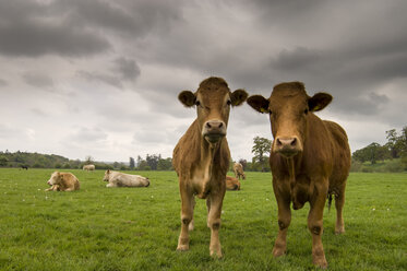 Two cows standing in a field, County Kilkenny, Ireland - ISF01552