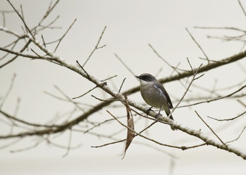 Thailand, Chiang Mai, Doi Inthanon, Grey bushchat, Saxicola ferreus, male - ZC00621