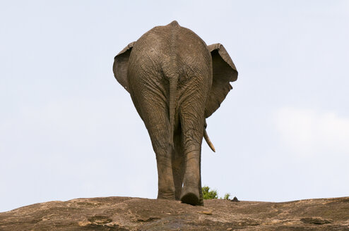Afrikanischer Elefant (Loxodonta africana), Masai Mara National Reserve, Kenia - ISF01663