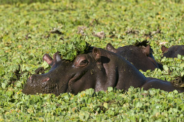 Flusspferd, (Hippopotamus amphibius), Masai Mara National Reserve, Kenia - ISF01665