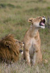 Löwe und Löwin (Panthera leo), Masai Mara National Reserve, Kenia - ISF01666