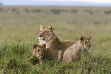 Löwin und Jungtiere (Panthera leo), Masai Mara National Reserve, Kenia - ISF01667