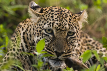 Leopard (Panthera pardus), Masai Mara National Reserve, Kenya - ISF01668