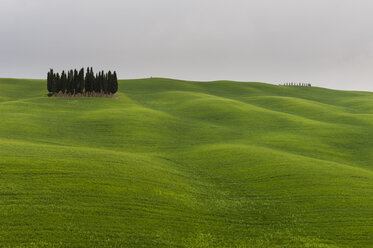 Cypress trees near San Quirico d'Orcia, Val d'Orcia, Siena province, Tuscany, Italy - ISF01669