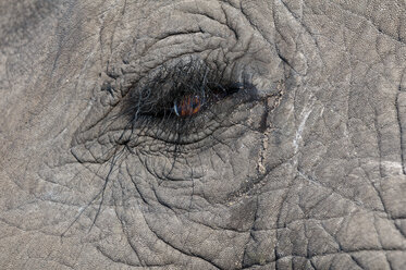 Detail eines Elefantenauges (Loxodonta africana), Abu Camp, Okavango Delta, Botswana - ISF01741