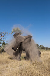 Elefant und Kalb (Loxodonta africana), Abu Camp, Okavango-Delta, Botsuana - ISF01742