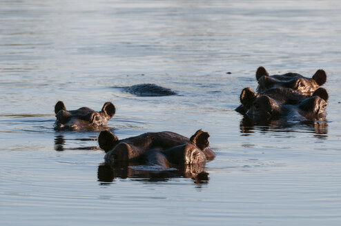 Flusspferde (Hippopotamus amphibius) unter Wasser, Okavango-Delta, Botsuana - ISF01743