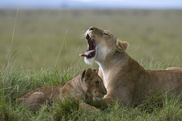 Löwin und Jungtier (Panthera leo), Masai Mara National Reserve, Kenia - ISF01794