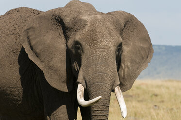 Afrikanischer Elefant (Loxodonta africana), Masai Mara National Reserve, Kenia - ISF01796