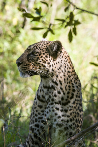 Leopard (Panthera pardus), Masai Mara National Reserve, Kenia, lizenzfreies Stockfoto