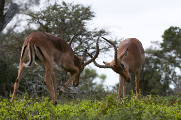 Impala sparring (Aepyceros melampus), Kariega Game Reserve, South Africa - ISF01800