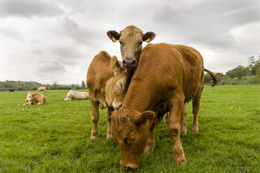 Three cows standing in a field, County Kilkenny, Ireland - ISF01801