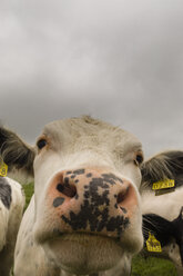Nahaufnahme einer Kuh, Grafschaft Wexford, Irland - ISF01802