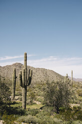 Cacti, Wadell, Arizona, USA - ISF01910