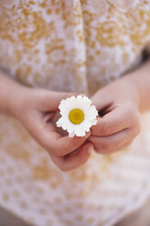 Cropped view of girl holding daisy flower - ISF01911