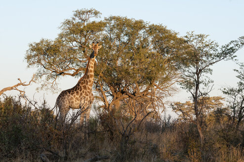 Giraffen (Giraffe camelopardalis), Okavango-Delta, Botsuana - ISF01919