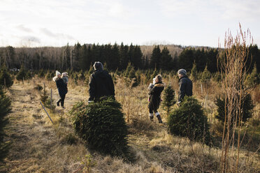 Eltern und kleine Mädchen in einer Weihnachtsbaumfarm, Cobourg, Ontario, Kanada - ISF01982
