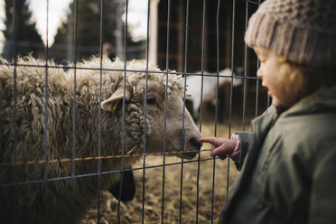 Kleines Mädchen stupst Nase von Schaf hinter Zaun - ISF01983