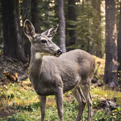 Hirsch schaut über die Schulter im Wald, Yosemite National Park, Kalifornien, USA - CUF07981