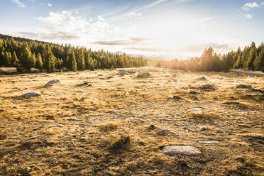 Meadow and forest at sunset, Yosemite National Park, California, USA - CUF07985