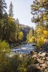 Landschaftsansicht mit Waldfluss, Yosemite National Park, Kalifornien, USA - CUF07990