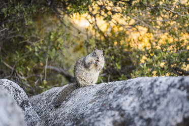 Porträt eines Eichhörnchens auf einem Felsen, Yosemite National Park, Kalifornien, USA - CUF07993