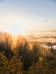 Blick von oben auf den Nebel über dem Talwald bei Sonnenaufgang, Yosemite-Nationalpark, Kalifornien, USA - CUF08001