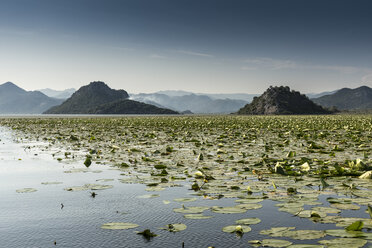 Lilypads, Lake Scutari, Rijeka Crnojevica, Montenegro, - CUF08075