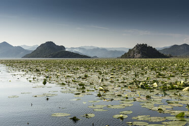 Seerosenblätter, Skutarisee, Rijeka Crnojevica, Montenegro, - CUF08075