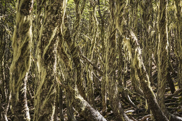 Bartflechte auf Baumstämmen im Wald, Nationalreservat Coyhaique, Provinz Coyhaique, Chile - CUF08083