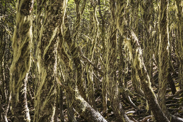 Beard lichen covering tree trunks in forest, Coyhaique National Reserve, Coyhaique Province, Chile - CUF08083