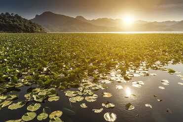 Seerosenblätter, Skutarisee, Rijeka Crnojevica, Montenegro, - CUF08128