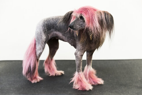 Tierporträt eines gepflegten Hundes mit gefärbtem, rasiertem Fell, der wegschaut - CUF08145