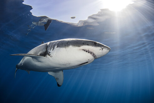 Shark swimming in sea under sunrays - CUF08193